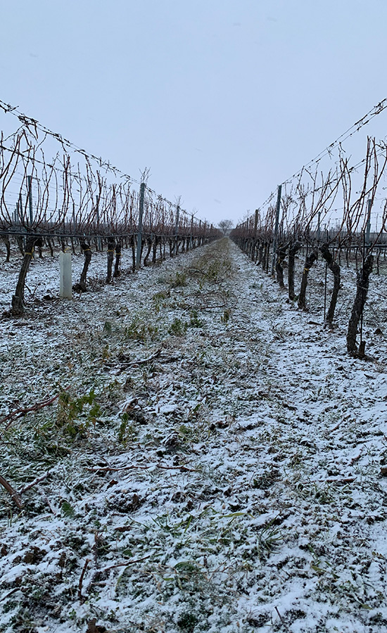 Weingut Tischler Weingarten im Winter